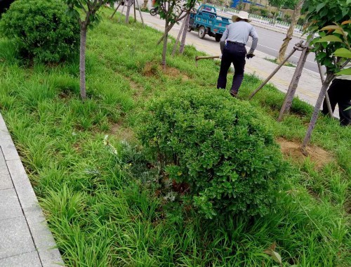 洪江城市园林绿化管理条例