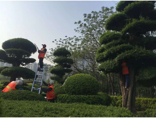 汉沽绿化工程苗的主要批发市场