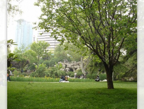 宜兴城市绿化常用的植物和花